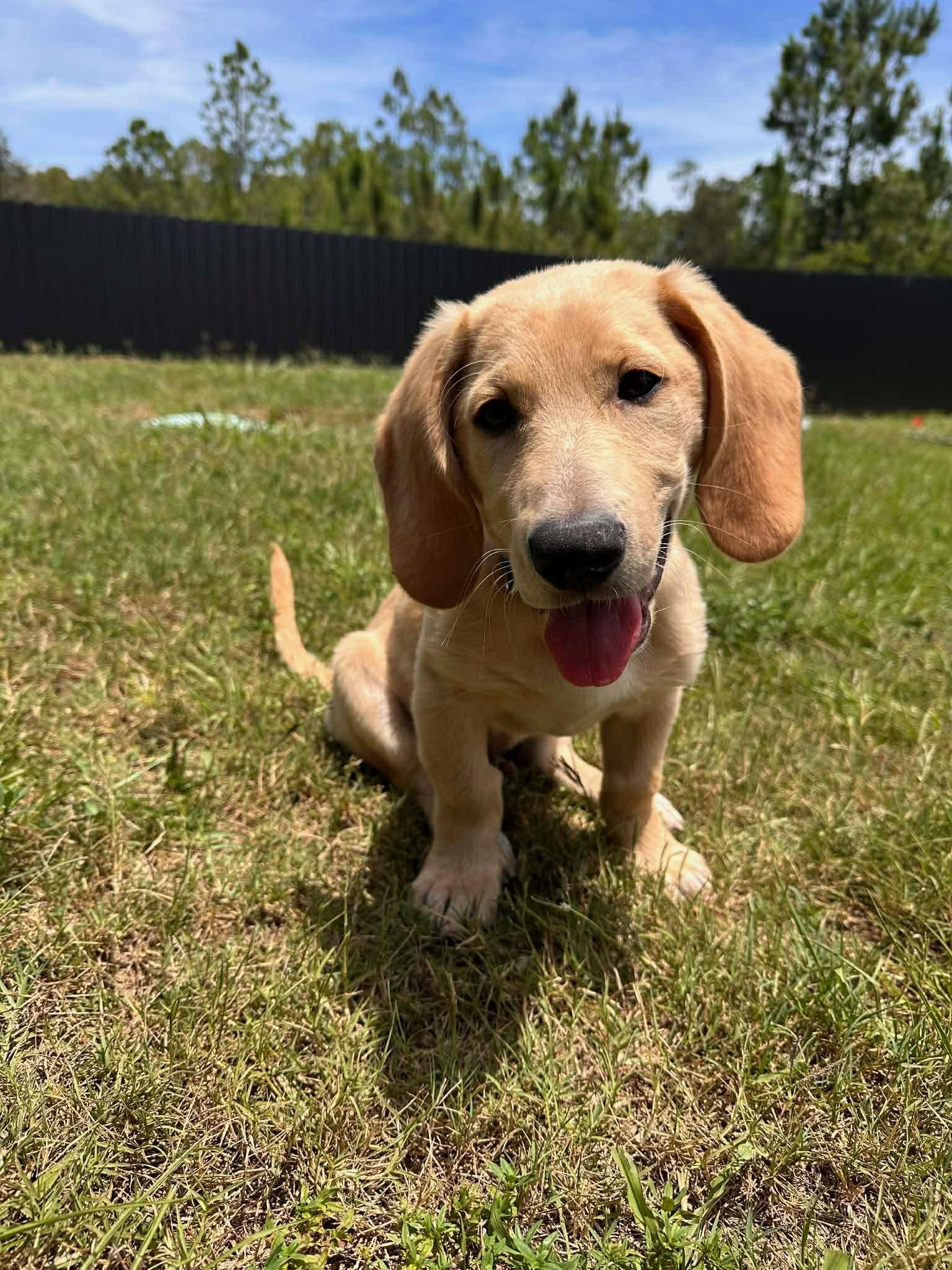 Enlarge Roscoe, a Adoptable Basset Hound in Auburndale, FL image 2/4