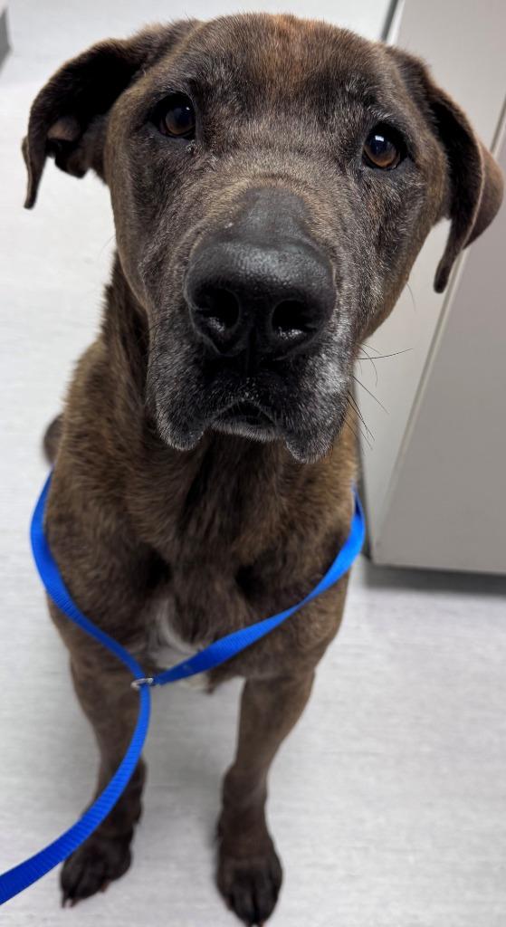 Odin, Adoptable, Senior Male Mastiff.