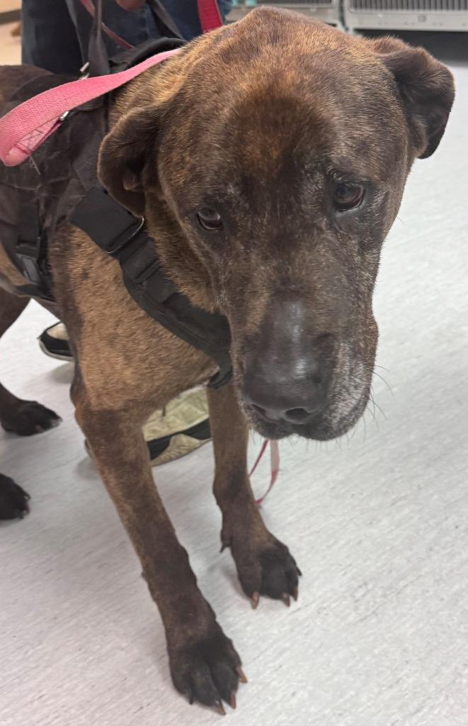Enlarge Odin, a Adoptable mixed breed in Kenai, AK image 2/2