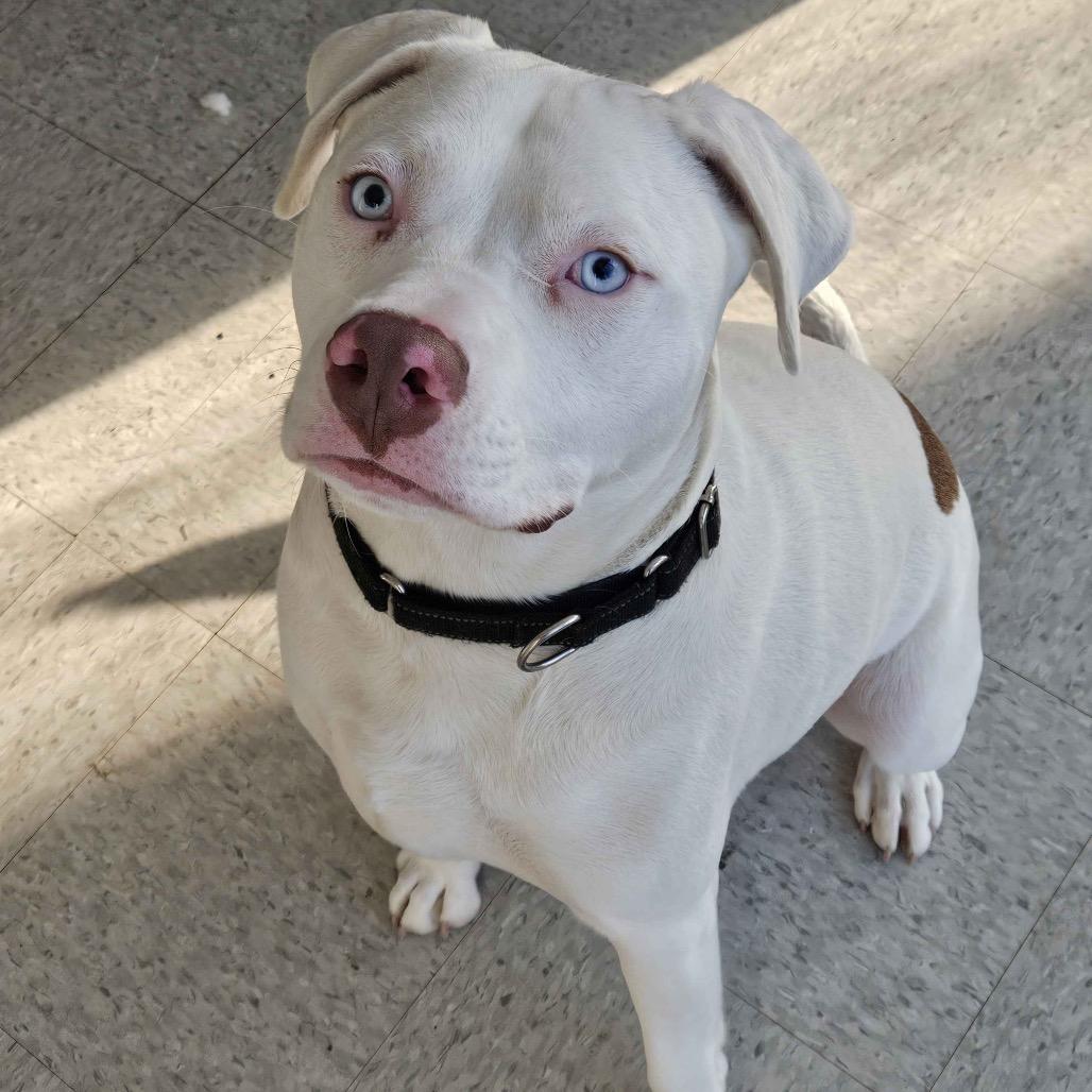 Glacier, ADOPTABLE, Young Male Pit Bull Terrier.