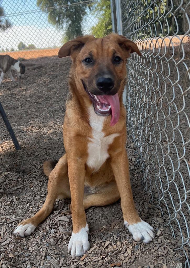 PITA, Adoptable, Adult Female German Shepherd Dog & Border Collie.