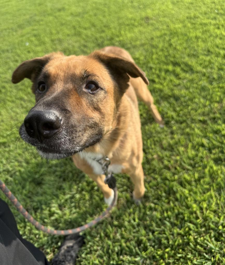 Enlarge PITA, a Adoptable mixed breed in Lemoore, CA image 2/5