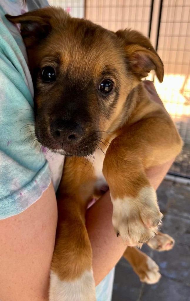 Enlarge PITA, a Adoptable mixed breed in Lemoore, CA image 3/4