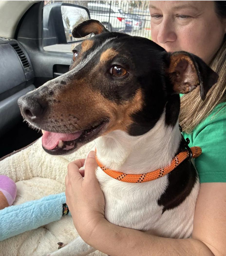 Finn, ADOPTABLE, Young Male Smooth Fox Terrier.