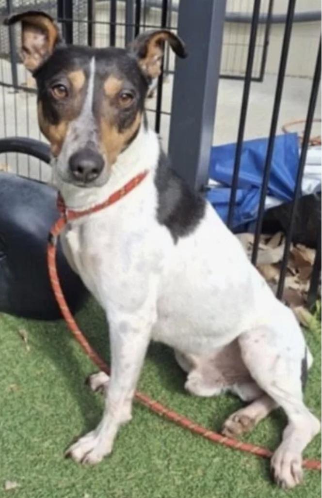 Enlarge Finn, a ADOPTABLE Smooth Fox Terrier in Davis, CA image 2/4
