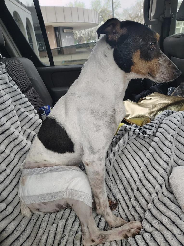 Enlarge Finn, a ADOPTABLE Smooth Fox Terrier in Davis, CA image 4/4