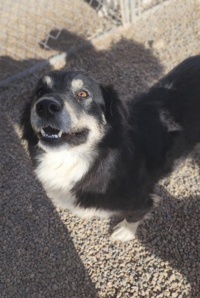 Enlarge Blackie, a Adoptable mixed breed in Cortez, CO image 2/5