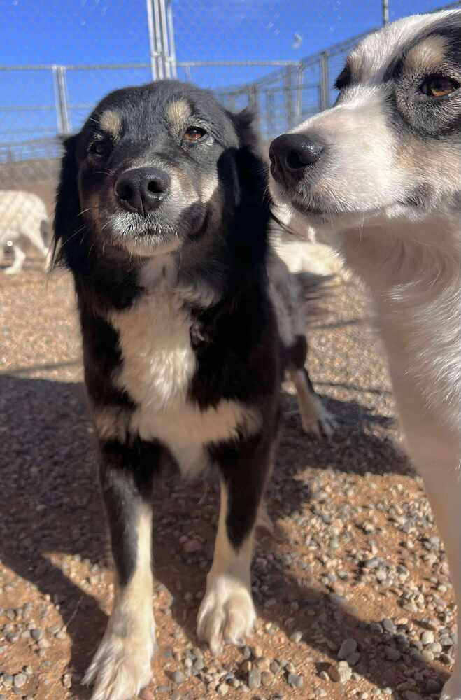 Enlarge Blackie, a Adoptable mixed breed in Cortez, CO image 5/5