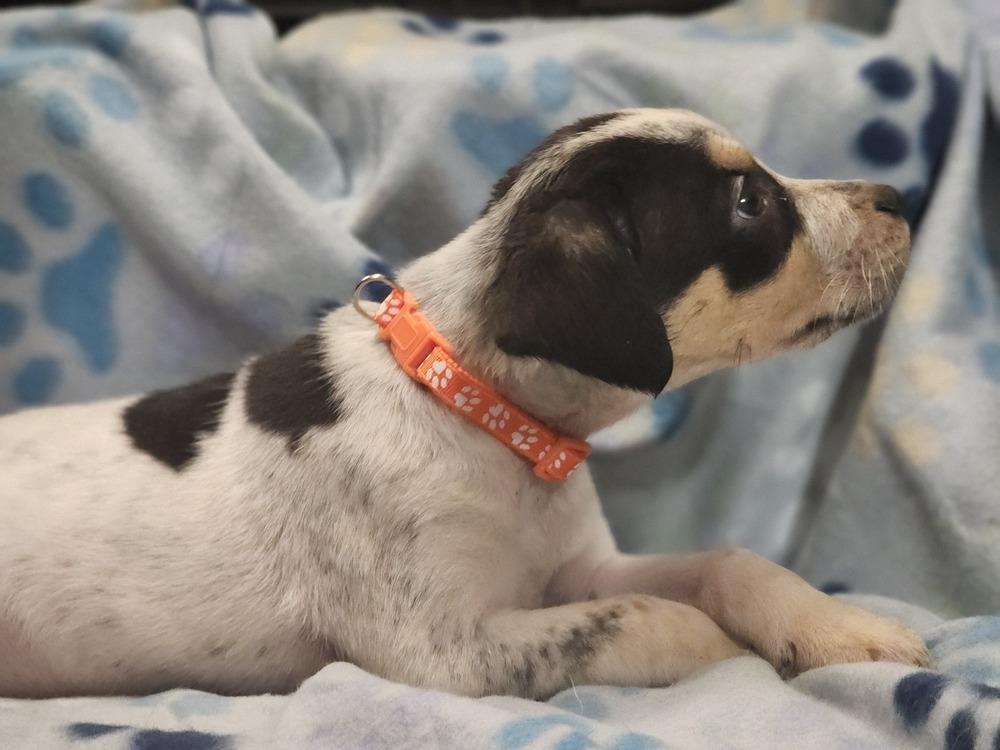 Vice, Adoptable, Puppy Male Rat Terrier & Australian Shepherd.
