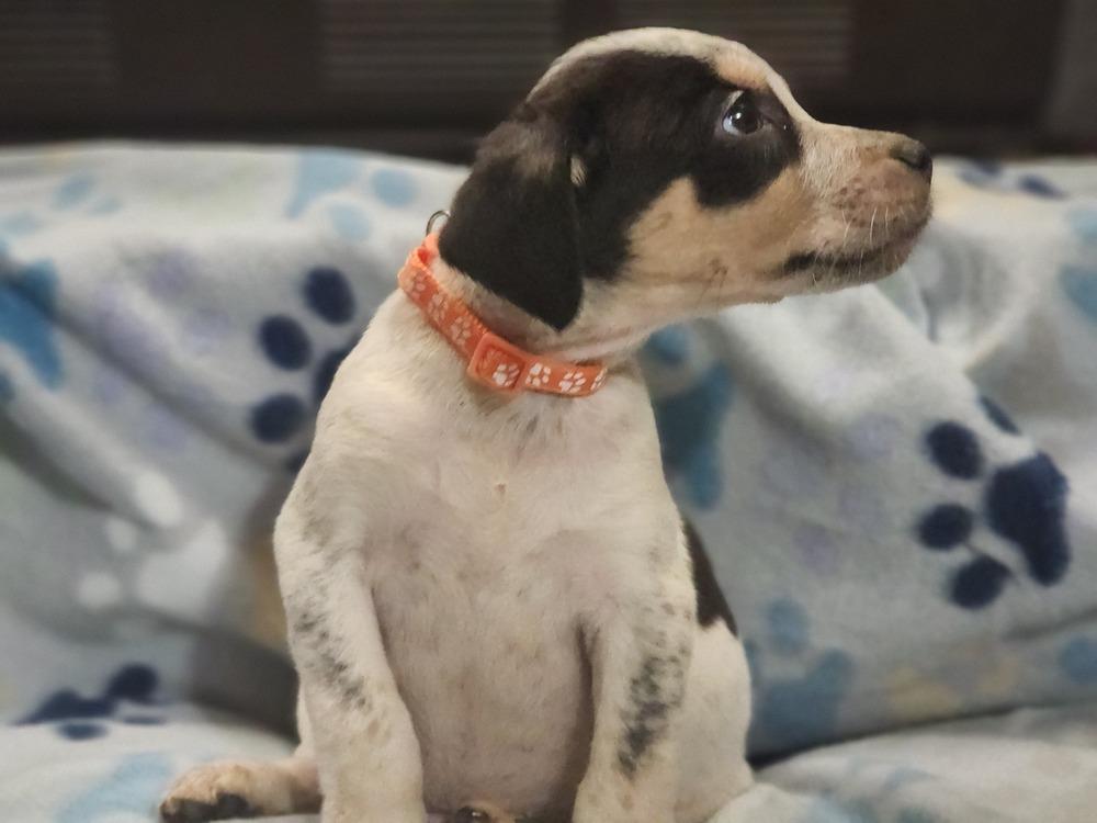 Enlarge Vice, a Adoptable mixed breed in Waterloo, IN image 2/3