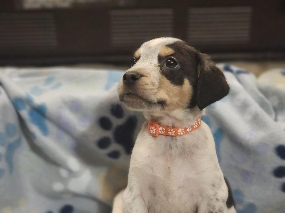 Enlarge Vice, a Adoptable mixed breed in Waterloo, IN image 3/3