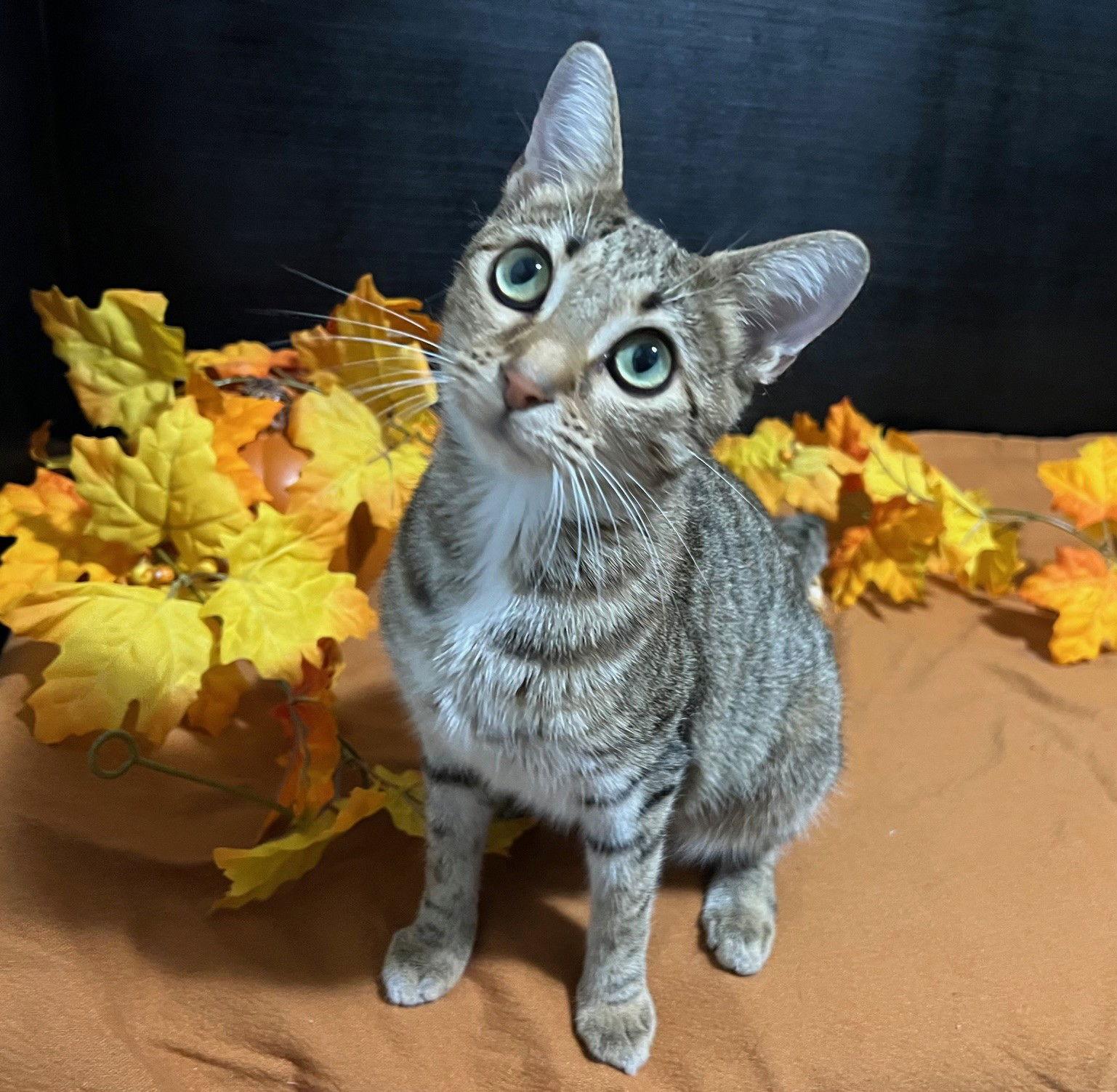 Louise, Adoptable, Young Female Tabby & Domestic Short Hair.