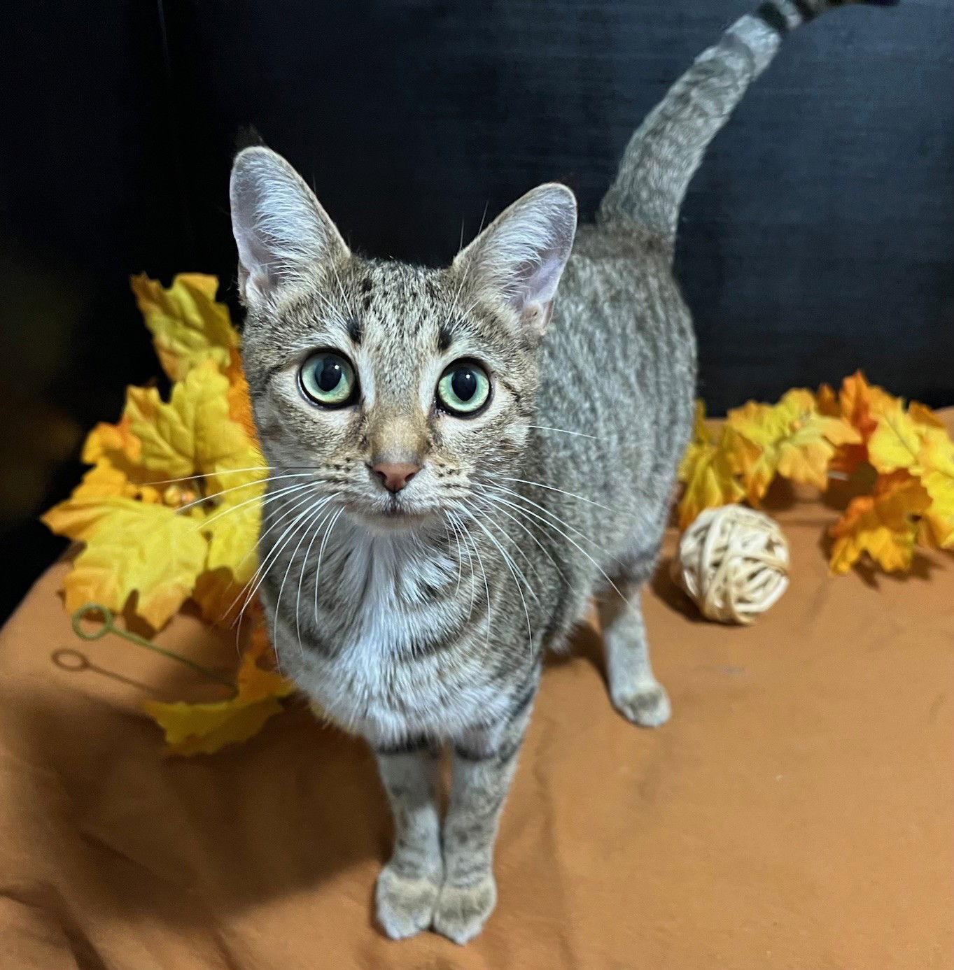 Enlarge Louise, a Adoptable mixed breed in Fayetteville, GA image 2/3