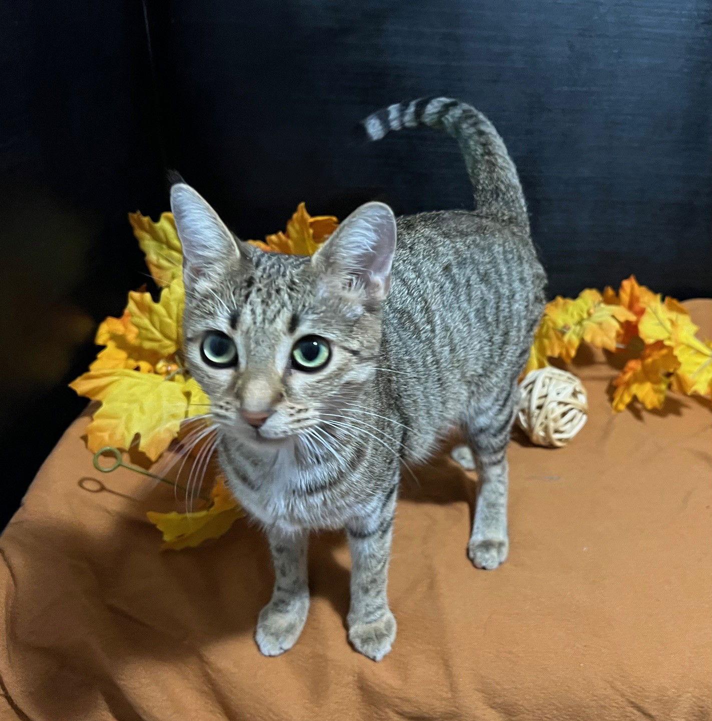 Enlarge Louise, a Adoptable mixed breed in Fayetteville, GA image 3/3