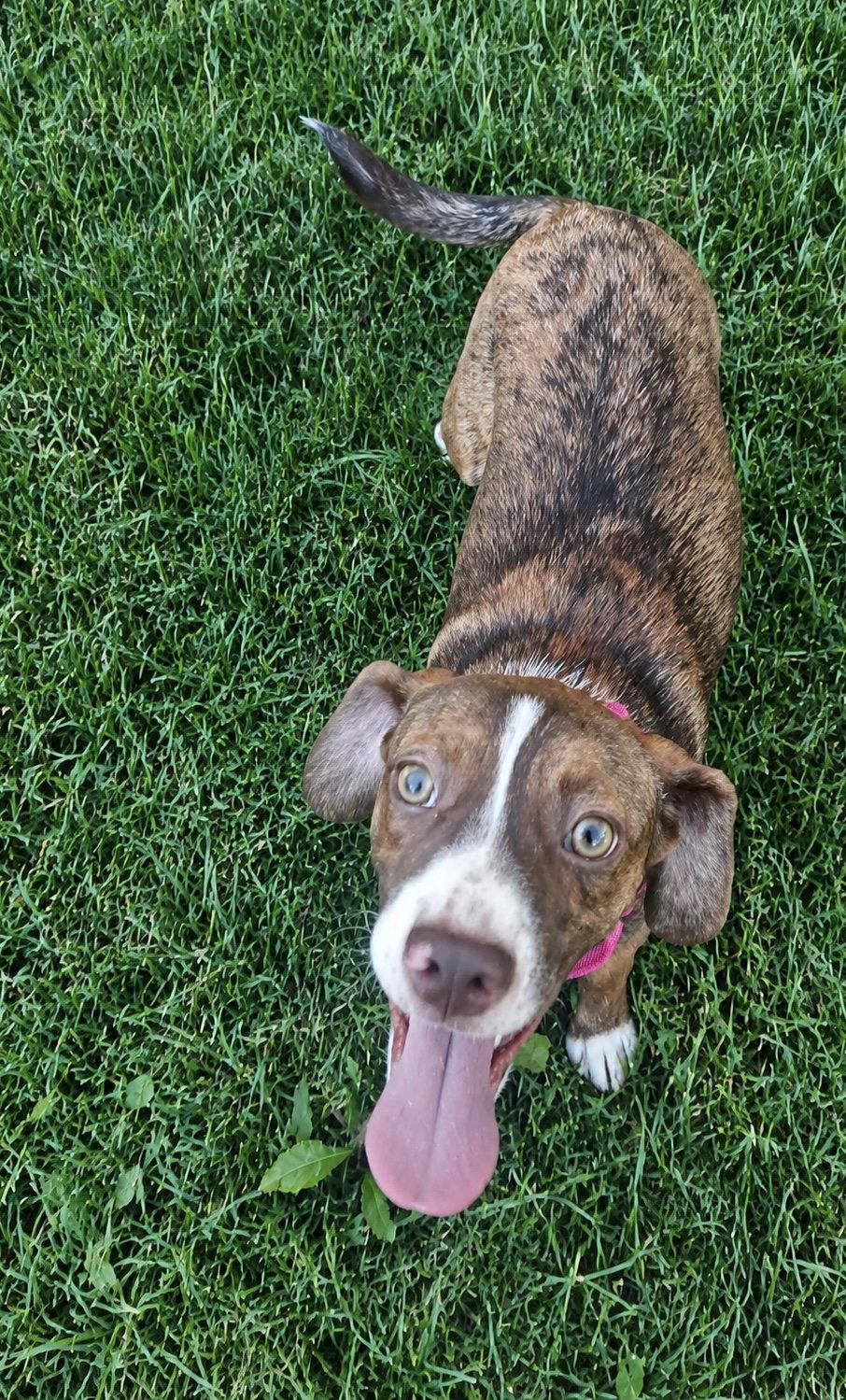 Joanie, Adoptable, Puppy Female Boston Terrier & Beagle.