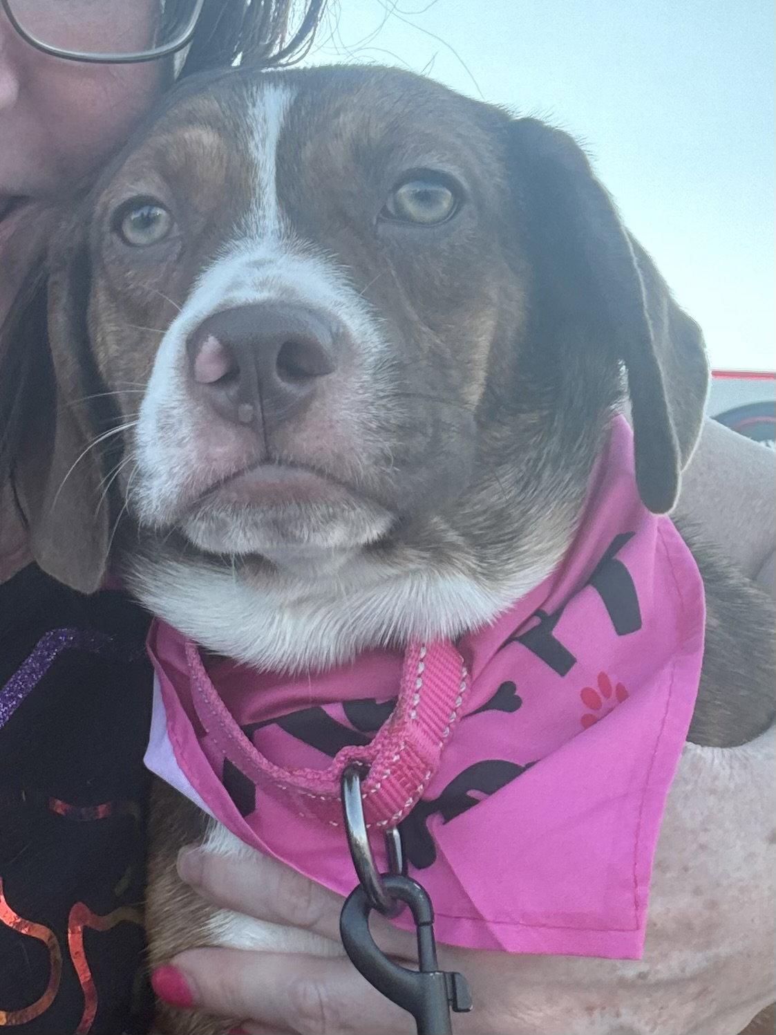Enlarge Joanie, a Adoptable mixed breed in Omaha, NE image 2/3
