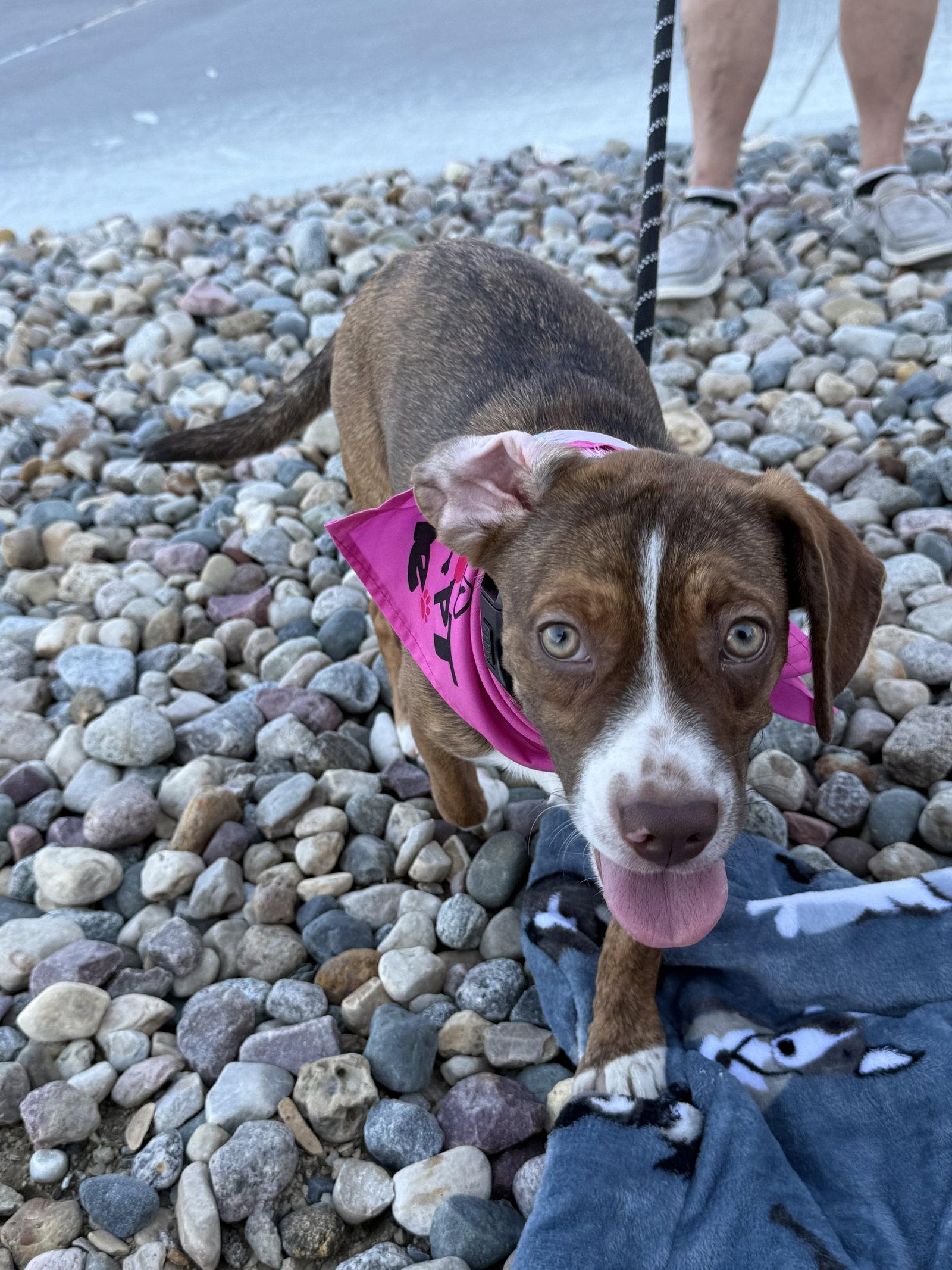 Enlarge Joanie, a Adoptable mixed breed in Omaha, NE image 3/3
