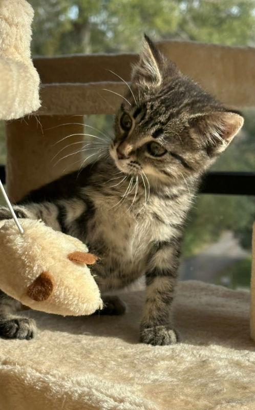 Jelly, Adopted, Young Female Tabby.