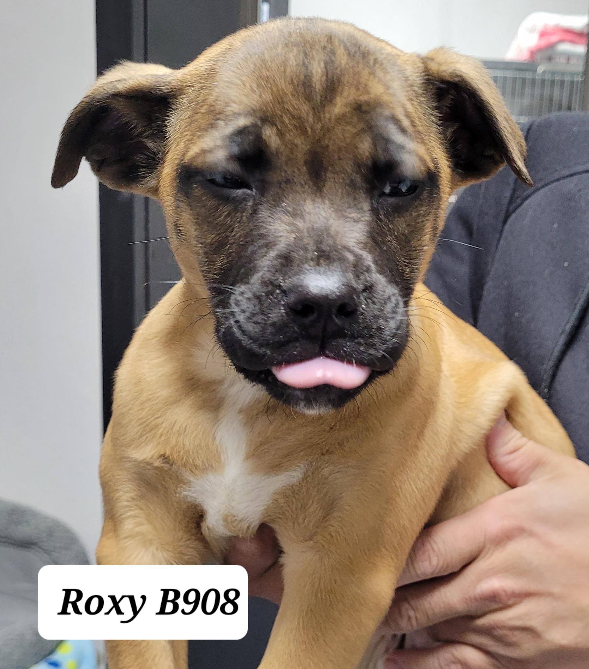 Roxy, ADOPTABLE, Puppy Female Boxer.