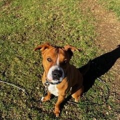 Enlarge Charlie, a Adoptable mixed breed in oriskany, NY image 6/6