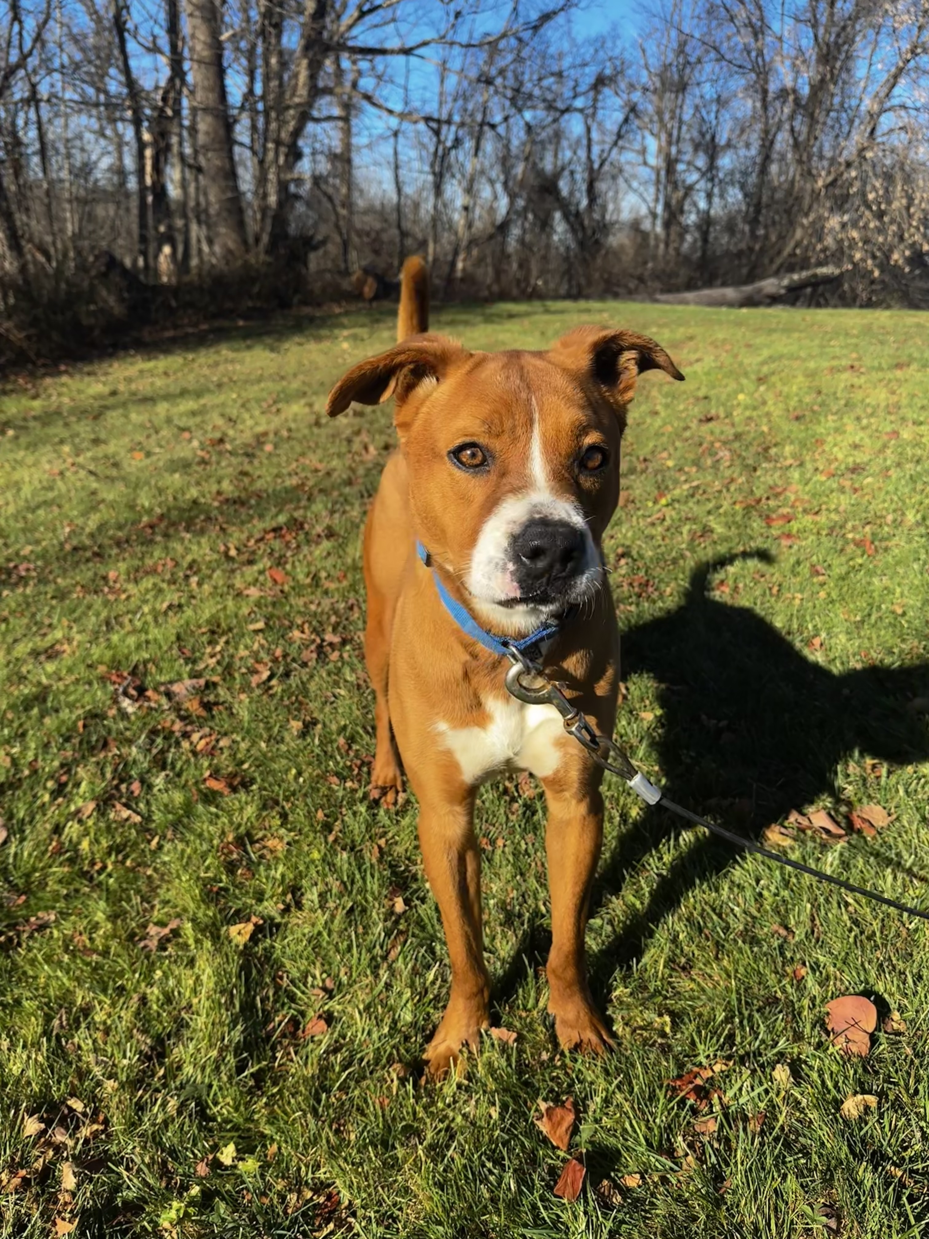 Enlarge Charlie, a Adoptable mixed breed in oriskany, NY image 5/6