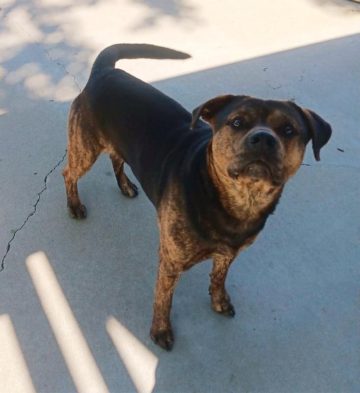 Enlarge LUCAS, a Adoptable mixed breed in Carmel, IN image 1/1