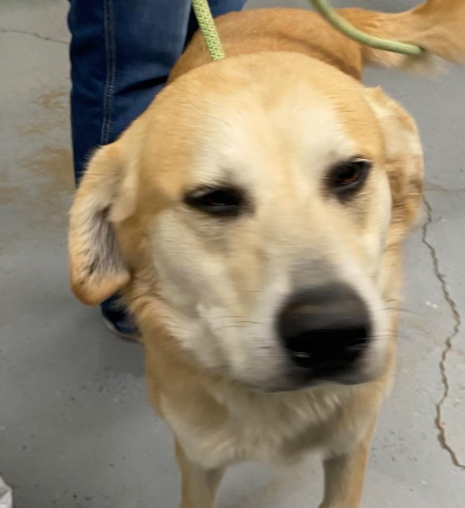 Enlarge Poppy, a Adoptable mixed breed in Beebe, AR image 1/1