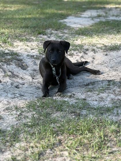 Sally, a Adoptable mixed breed in Conway, SC image 2/3