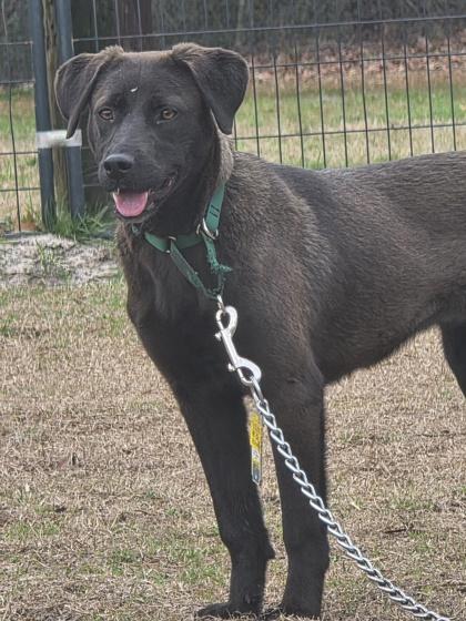 Sally, a Adoptable mixed breed in Conway, SC image 3/3