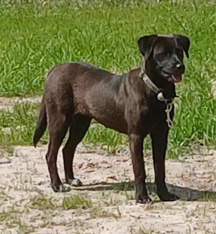 Sally, a Adoptable mixed breed in Conway, SC image 3/3
