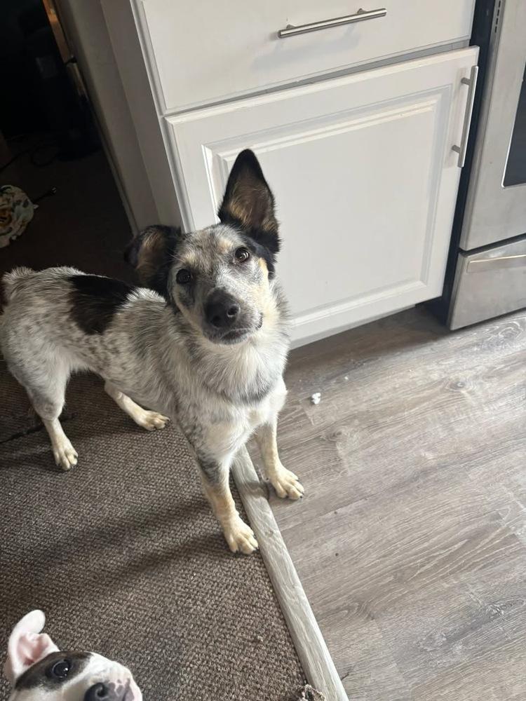 Enlarge Quinni, a Adoptable mixed breed in Colorado Springs, CO image 1/6