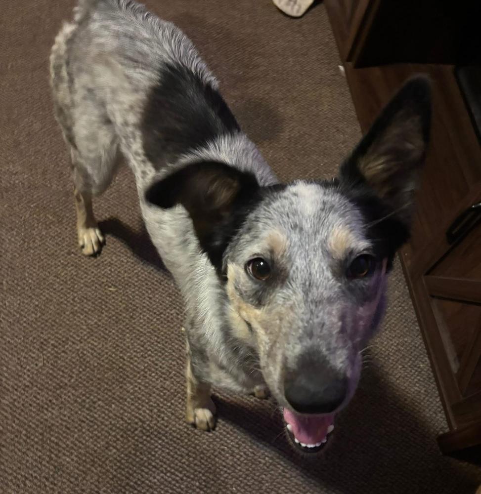 Enlarge Quinni, a Adoptable mixed breed in Colorado Springs, CO image 3/6