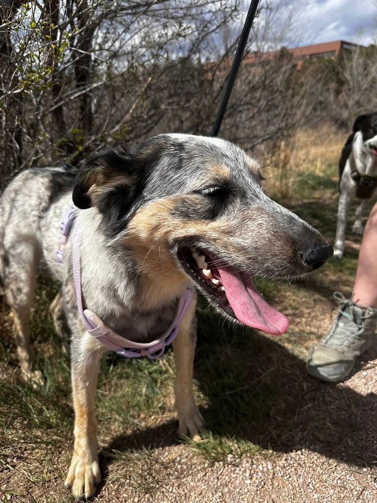 Enlarge Quinni, a Adoptable mixed breed in Colorado Springs, CO image 4/6