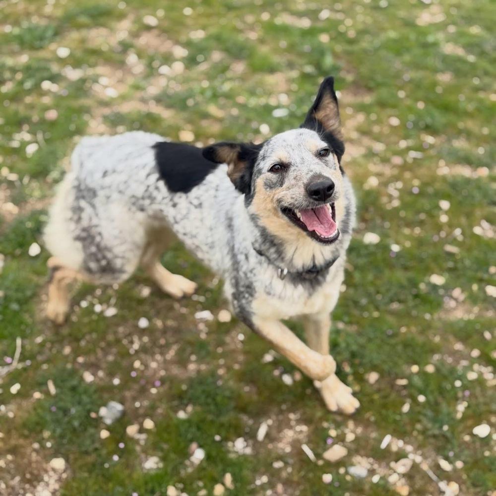 Enlarge Quinni, a Adoptable mixed breed in Colorado Springs, CO image 6/6