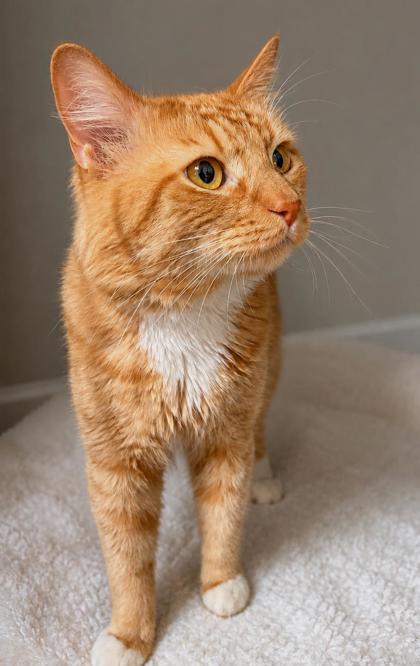 Topaz, an adopted mixed breed in New York, NY image 4/5