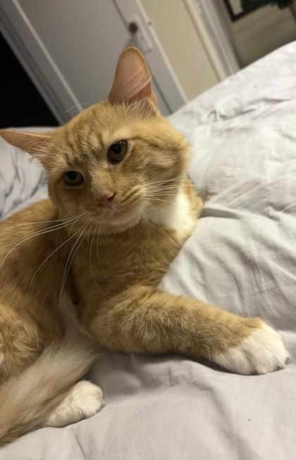 Topaz, an adopted mixed breed in New York, NY image 3/5