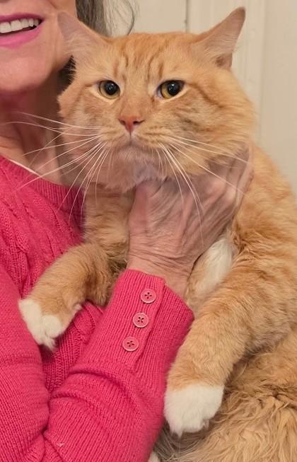 Topaz, an adopted mixed breed in New York, NY image 2/5