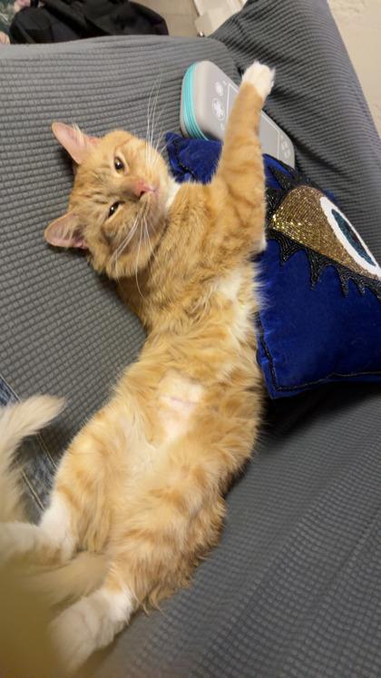Topaz, adopted, Young Male Domestic Medium Hair.