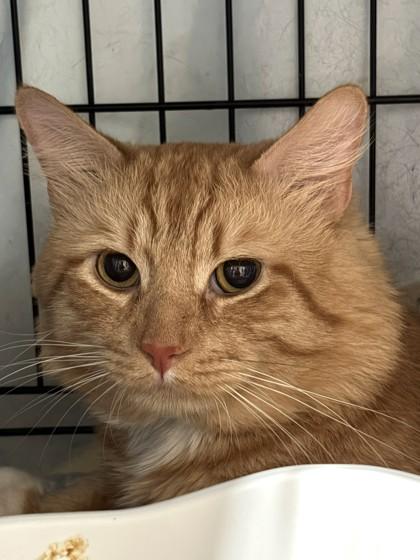 Topaz, an adopted mixed breed in New York, NY image 5/5