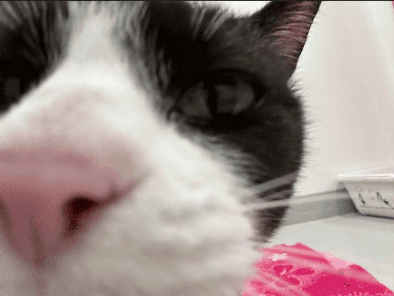 Enlarge Pénéloppe, a Adoptable Domestic Short Hair in Boucherville, QC image 1/4