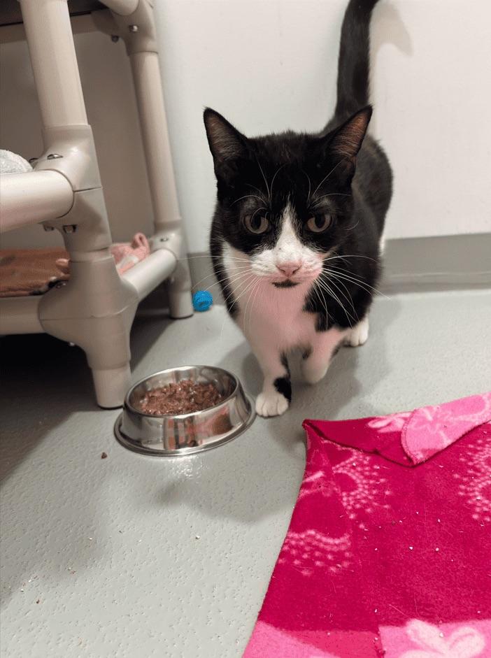 Enlarge Pénéloppe, a Adoptable Domestic Short Hair in Boucherville, QC image 3/4