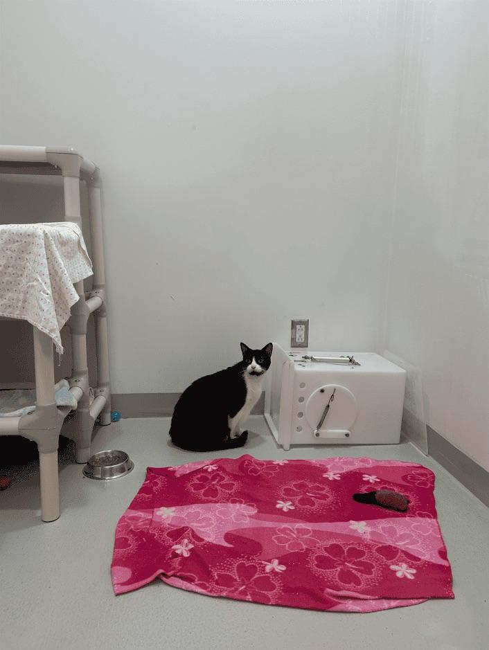 Enlarge Pénéloppe, a Adoptable Domestic Short Hair in Boucherville, QC image 4/4