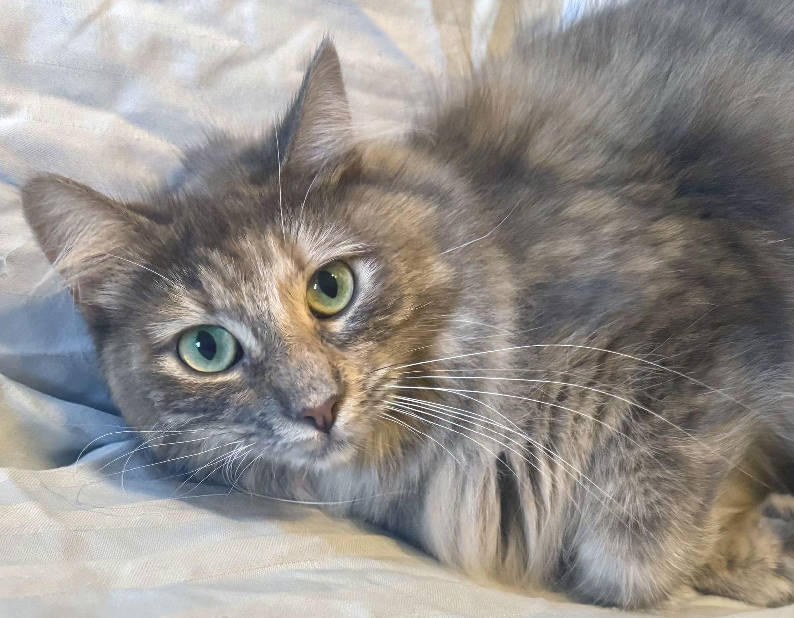 Lady Sophie, Adoptable, Young Female Torbie & Tabby.