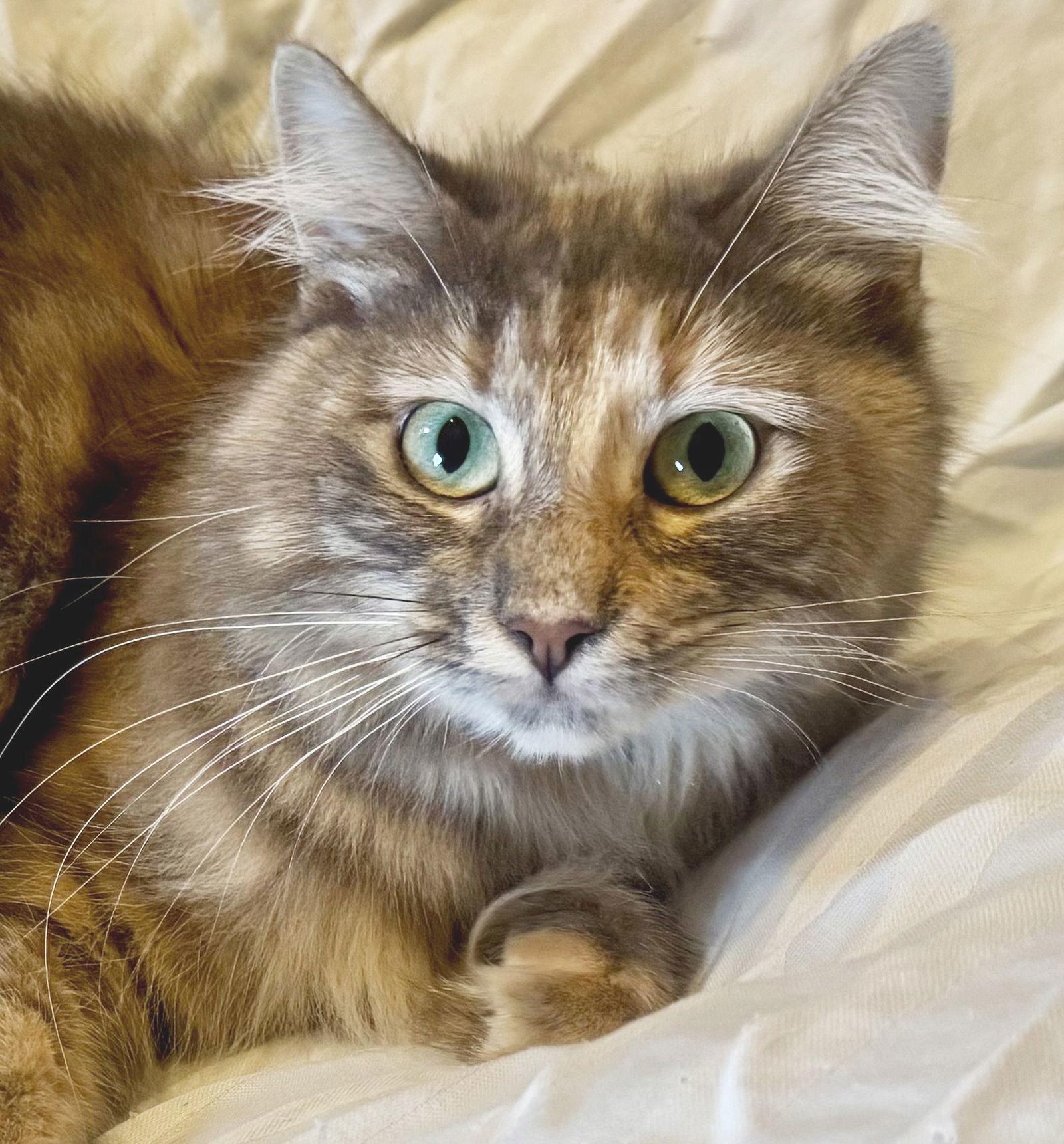 Lady Sophie, a Adoptable mixed breed in Alameda, CA image 3/3