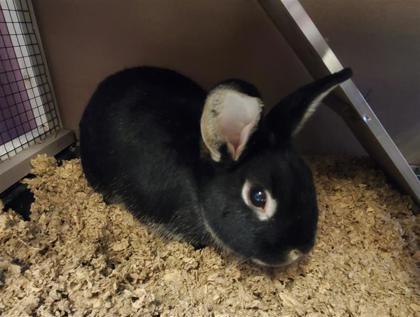 61897211, Adoptable, Baby Female Bunny Rabbit & Bunny Rabbit.