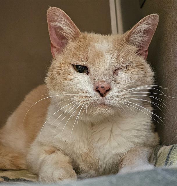 WAFFLES, Adoptable, Senior Male Domestic Short Hair.