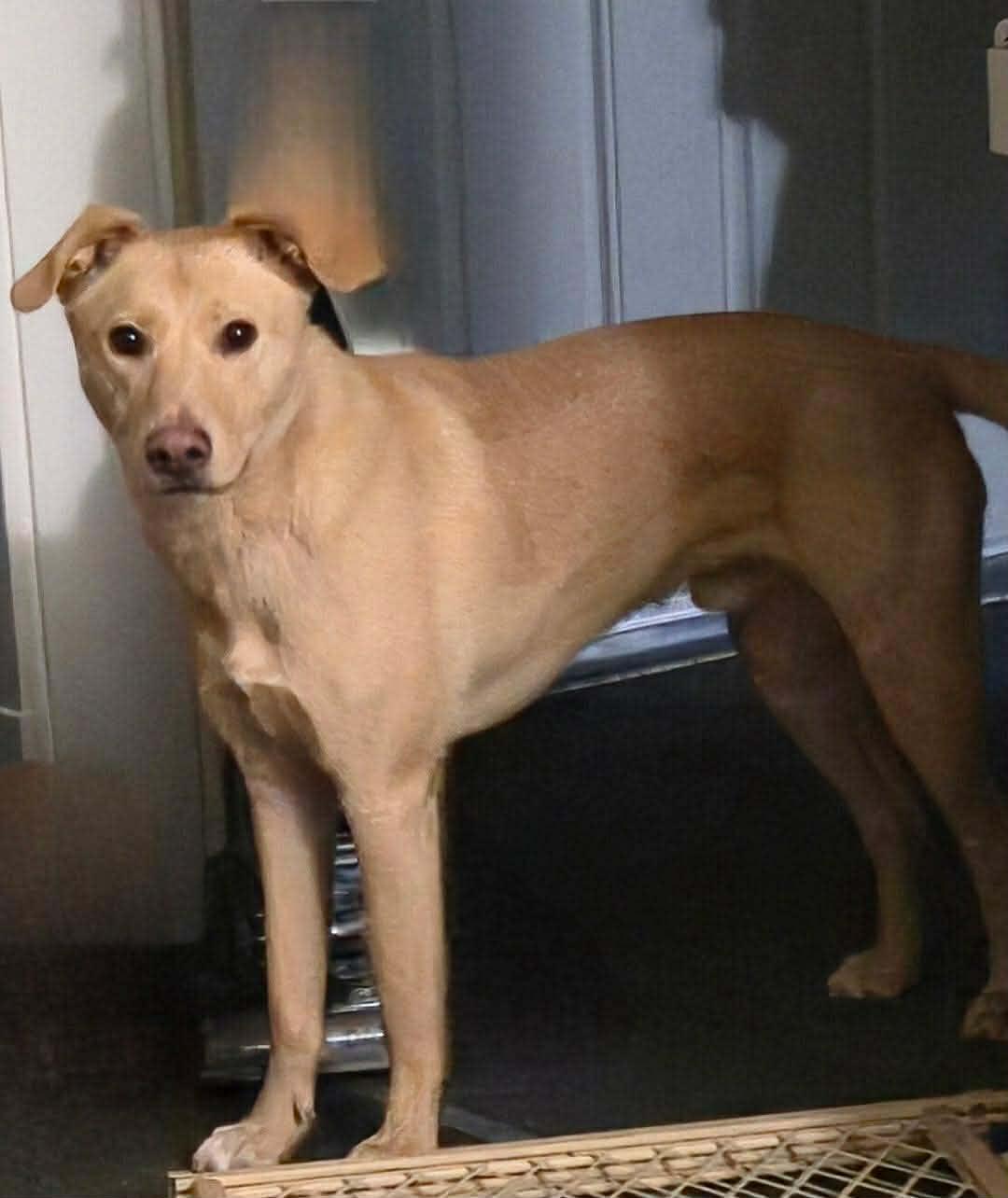 Enlarge Doug, an adopted mixed breed in Rochester, NY image 4/6