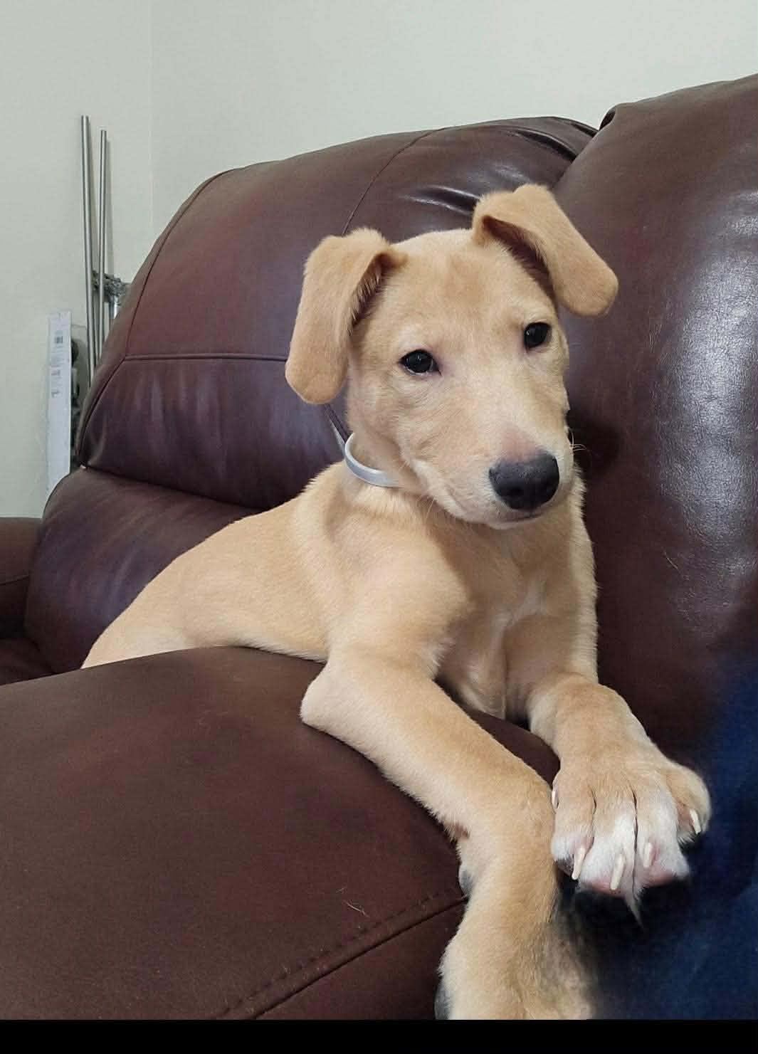 Enlarge Doug, an adopted mixed breed in Rochester, NY image 1/6