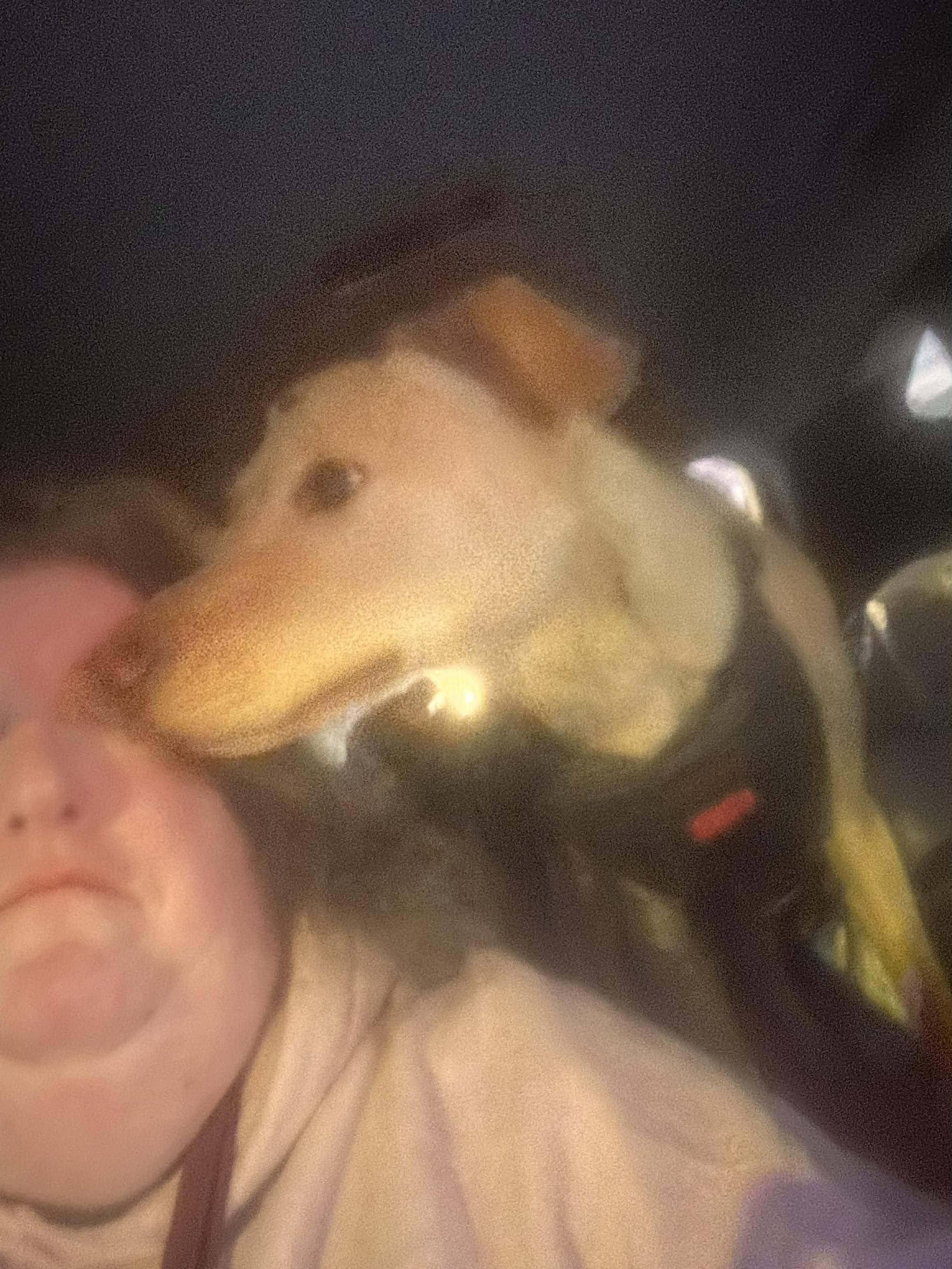 Enlarge Doug, an adopted mixed breed in Rochester, NY image 3/6