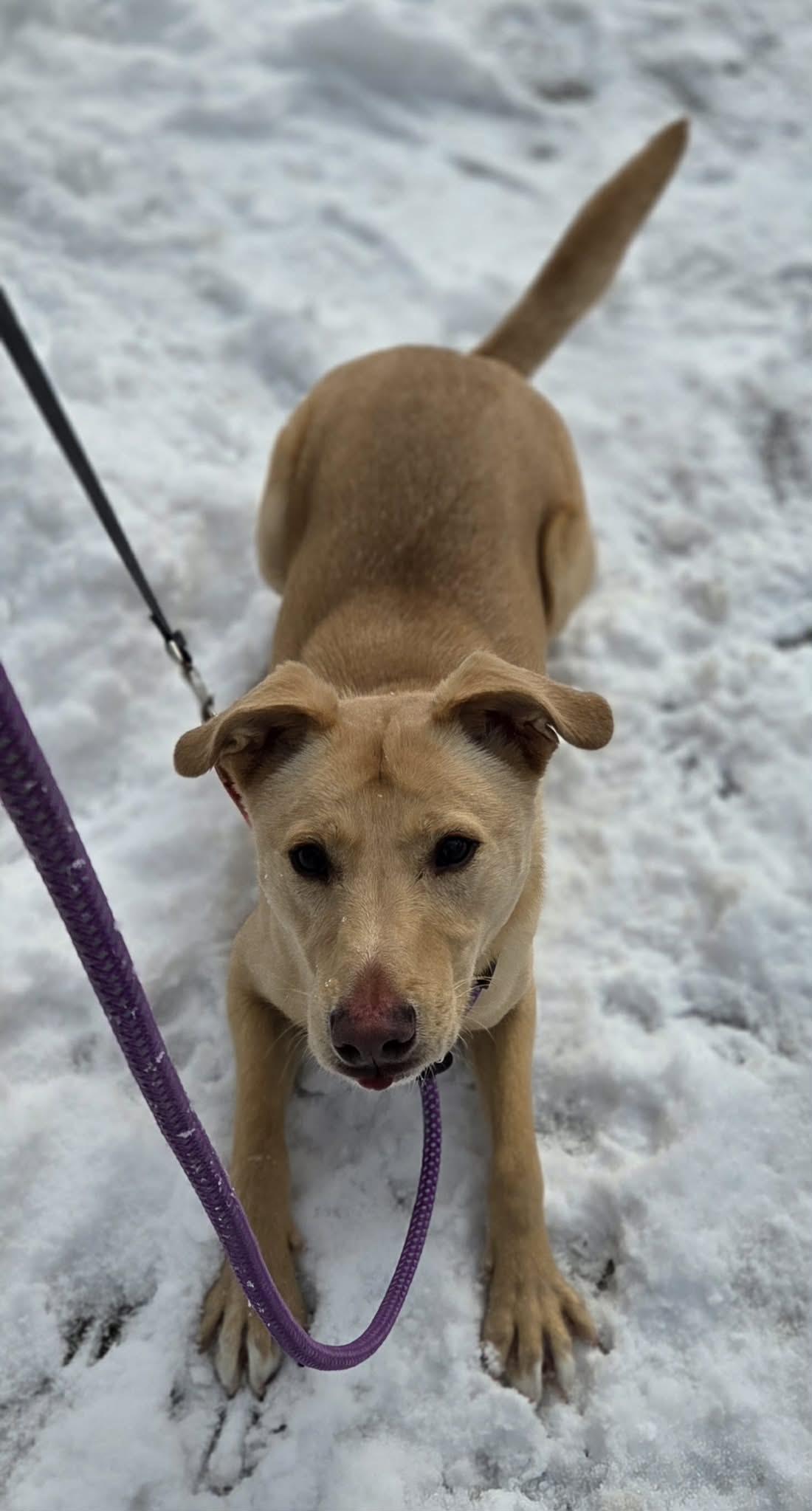 Enlarge Doug, an adopted mixed breed in Rochester, NY image 6/6